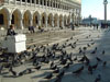 Colombi in piazza San Marco Livio
