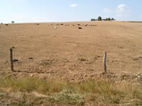 Dry grassland, drought 2003, France